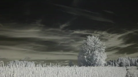 Infrared nature: time-lapse of clouds at midday 2 Stock Footage 781648