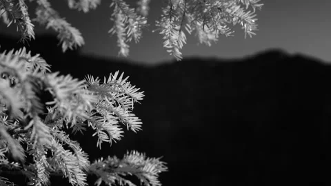 Infrared Shot Of Pine Tree Branches Lit By Bright Sun 스톡 동영상 330920072