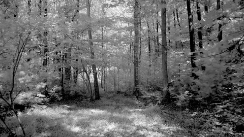 Infrared steadicam moving through a black & white forest. Stock Footage