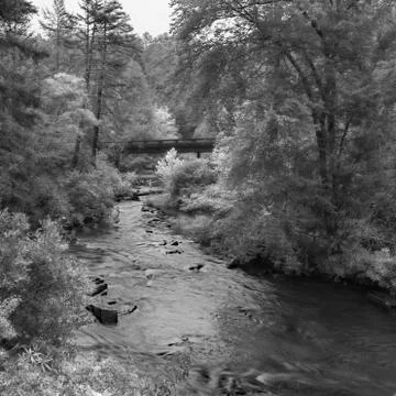 Infrared Stream in the Forest Stock-Fotos