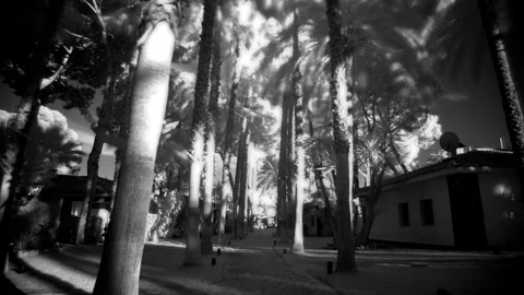 Infrared timelapse of palm trees lining a pathway Stock Footage 345177989