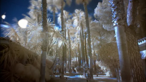 Infrared timelapse of palm trees under a blue sky with moving light flares Stock Footage 345178041