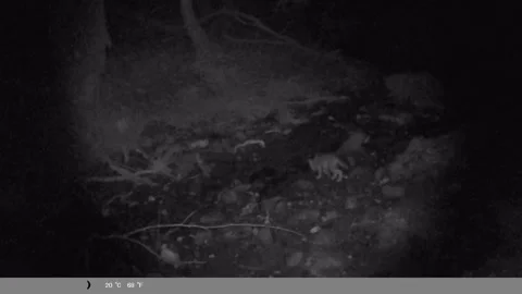 Infrared Trail Camera: Wild Canid Pup Approaches and Drinks Water at Night Stock Footage 340751650