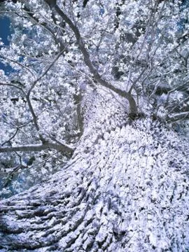 Infrared tree 스톡 사진