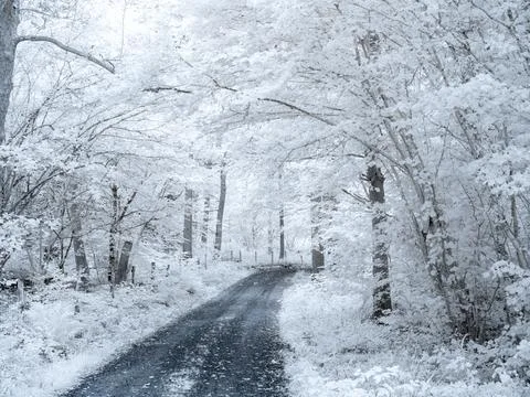 Infrared view of a tree-lined road with white foliage and a clear path in a.. Stock Photos