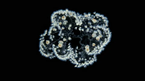 Infusoria Ciliophora Peritrichia under microscope, order Sessilida, class Stock Footage 170817318