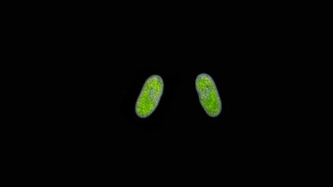 Infusoria Paramecium bursaria under microscope, class Oligohymenophorea, order Video stock 152829885