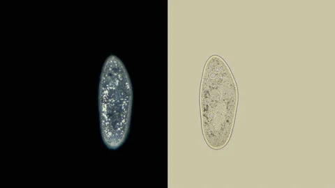 Infusoria Paramécium caudátum under microscope, class Oligohymenophorea Stock Footage 128829677