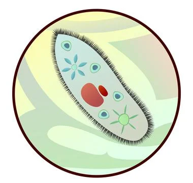 Infusoria shoe in magnification through microscope. Biology unicellular. Scie Stock Illustration