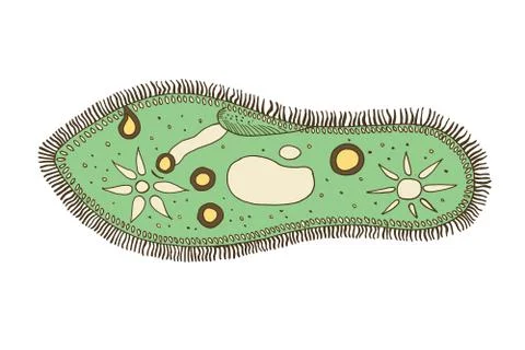 Infusoria slipper. Stock Illustration