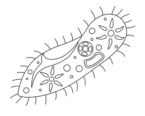 Infusoria slipper - vector linear illustration for coloring. Outline. Stock Illustration