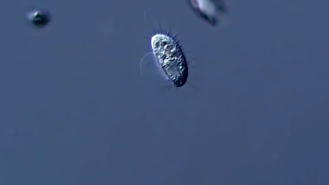 Infusoria small ciliophora under microscope Vídeos de archivo 310314326