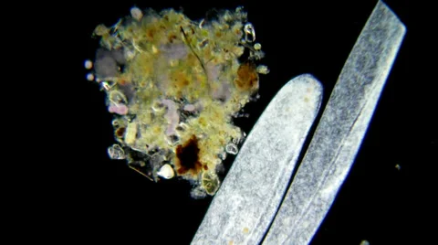 Infusoria spirostoma under microscope 動画素材 33661272