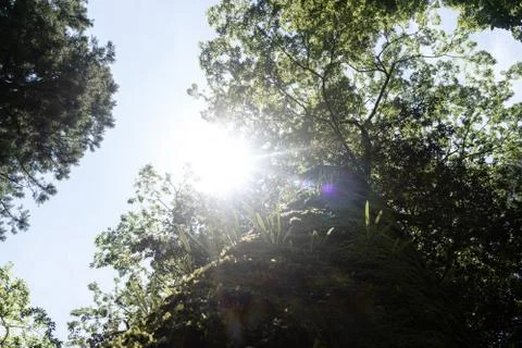 Ing up an old tree with the sun shining Foto stock
