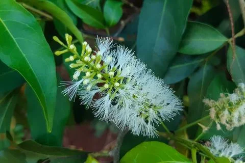 Inga marginata in flower Stock Photos