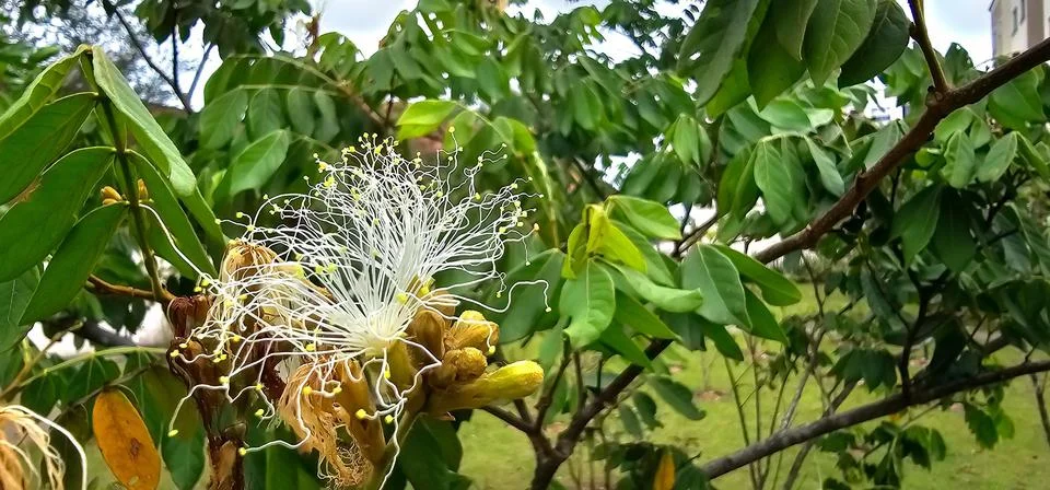 Inga tree flower Foto stock