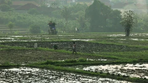 Ingathering of rice Stock Footage 46600091