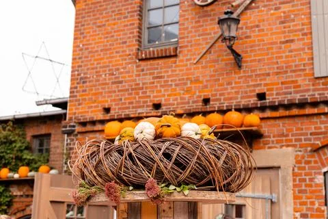 Ingathering.Pumpkins are lying on the table.Lots of pumpkins on market.Hall.. Stock Photos