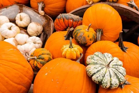 Ingathering.Pumpkins are lying on the table.Lots of pumpkins on market.Hall.. Stock Photos