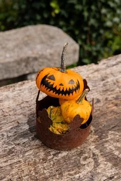 Ingathering.Pumpkins are lying on the table.Lots of pumpkins on market.Hall.. Stock Photos