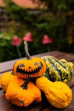 Ingathering.Pumpkins are lying on the table.Lots of pumpkins on market.Hall.. Stock Photos