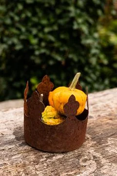 Ingathering.Pumpkins are lying on the table.Lots of pumpkins on market.Hall.. Stock Photos