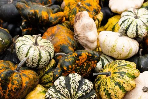 Ingathering.Pumpkins are lying on the table.Lots of pumpkins on market.Hall.. Foto stock
