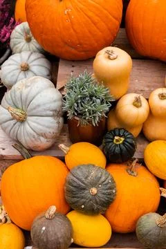 Ingathering.Pumpkins are lying on the table.Lots of pumpkins on market.Hall.. Stock Photos