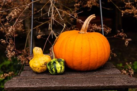 Ingathering.Pumpkins are lying on the table.Lots of pumpkins on market.Hall.. Foto stock