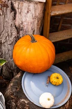Ingathering.Pumpkins are lying on the table.Lots of pumpkins on market.Hall.. Foto stock