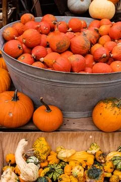 Ingathering.Pumpkins are lying on the table.Lots of pumpkins on market.Hall.. Stock Photos