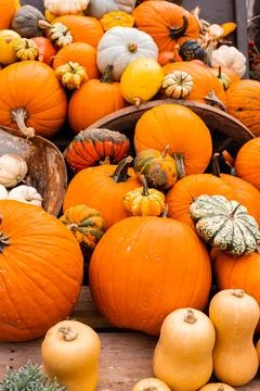Ingathering.Pumpkins are lying on the table.Lots of pumpkins on market.Hall.. Stock Photos
