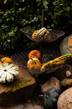Ingathering.Pumpkins are lying on the table.Lots of pumpkins on market.Hall.. Stock Photos