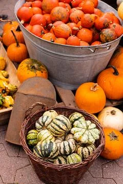 Ingathering.Pumpkins are lying on the table.Lots of pumpkins on market.Hall.. Stock Photos