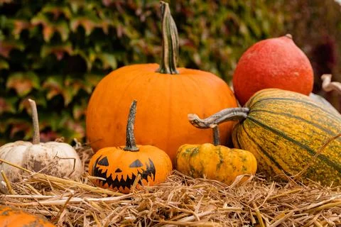 Ingathering.Pumpkins are lying on the table.Lots of pumpkins on market.Hall.. Stock Photos
