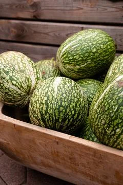 Ingathering.Pumpkins are lying on the table.Lots of pumpkins on market.Hall.. Stock Photos