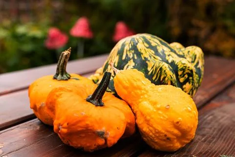 Ingathering.Pumpkins are lying on the table.Lots of pumpkins on market.Hall.. Foto stock