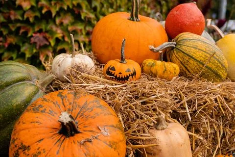 Ingathering.Pumpkins are lying on the table.Lots of pumpkins on market.Hall.. Stock Photos