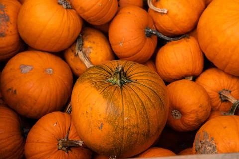 Ingathering.Pumpkins are lying on the table.Lots of pumpkins on market.Hall.. Stock Photos