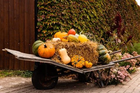 Ingathering.Pumpkins are lying on the table.Lots of pumpkins on market.Hall.. Stock Photos