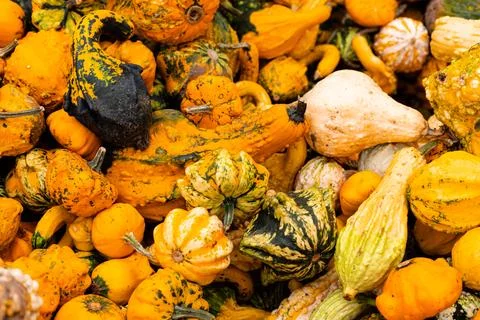 Ingathering.Pumpkins are lying on the table.Lots of pumpkins on market.Hall.. Stock Photos