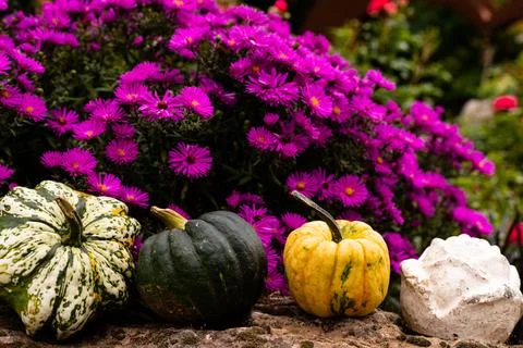 Ingathering.Pumpkins are lying on the table.Lots of pumpkins on market.Hall.. Stock Photos