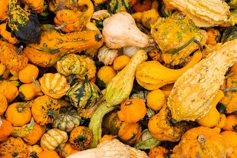 Ingathering.Pumpkins are lying on the table.Lots of pumpkins on market.Hall.. Stock Photos