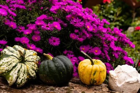 Ingathering.Pumpkins are lying on the table.Lots of pumpkins on market.Hall.. Stock Photos