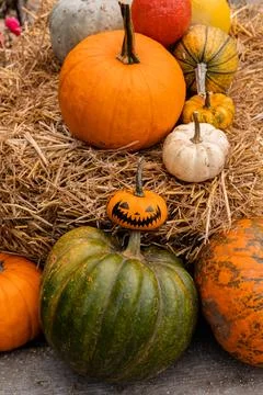 Ingathering.Pumpkins are lying on the table.Lots of pumpkins on market.Hall.. Stock Photos