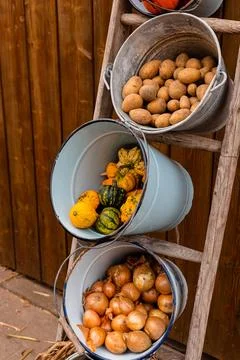 Ingathering.Pumpkins are lying on the table.Lots of pumpkins on market.Hall.. Stock Photos