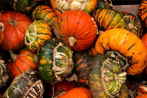 Ingathering.Pumpkins are lying on the table.Lots of pumpkins on market.Hall.. Foto stock