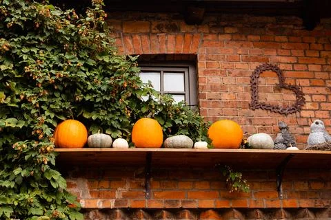 Ingathering.Pumpkins are lying on the table.Lots of pumpkins on market.Hall.. Stock-Fotos