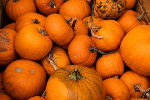 Ingathering.Pumpkins are lying on the table.Lots of pumpkins on market.Hall.. Stock Photos