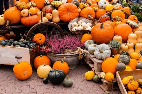 Ingathering.Pumpkins are lying on the table.Lots of pumpkins on market.Hall.. Stock Photos